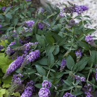 Buddleja Lilac Chip® valbud3