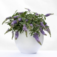 Buddleja Lilac Chip® valbud3