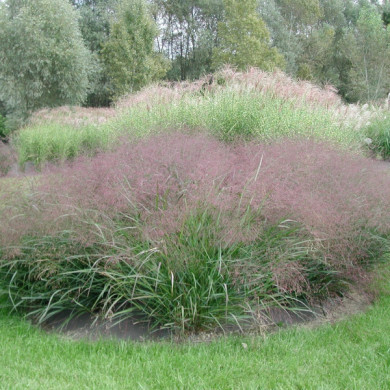 Panicum virgatum 'Warrior'