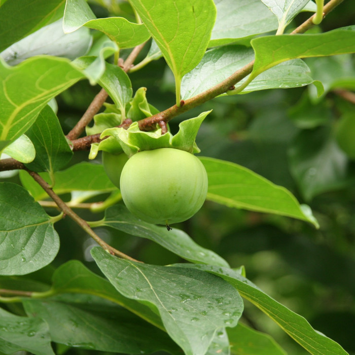 Kaki 'Fuyu'