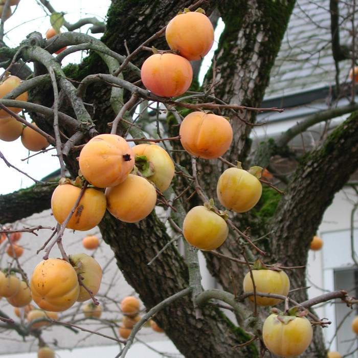Kaki 'Fuyu'