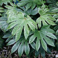 Fatsia japonica 'Spider's Web'