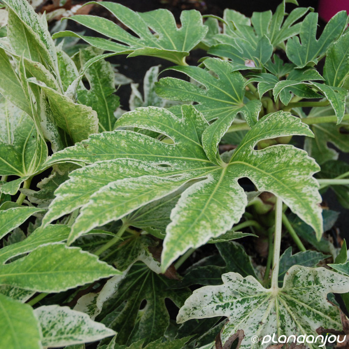 Fatsia japonica 'Spider's Web'