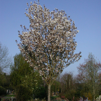 Prunus serrulata 'Sunset Boulevard'