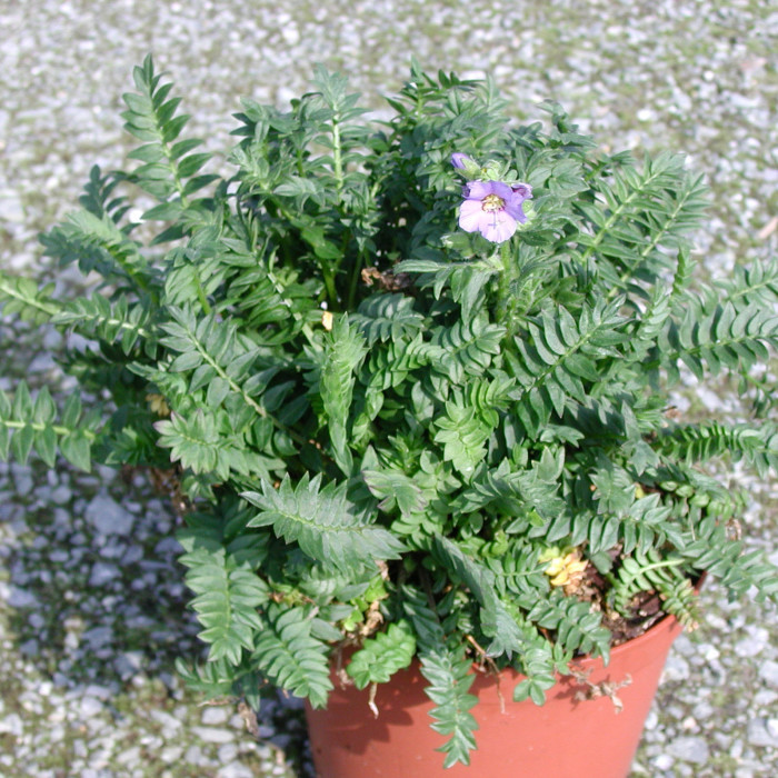 Polemonium caeruleum