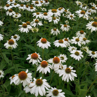 Echinacea purpurea POWWOW WHITE®PAS709018