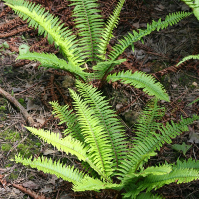 Polystichum munitum