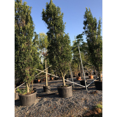 Quercus palustris 'Green Pillar'