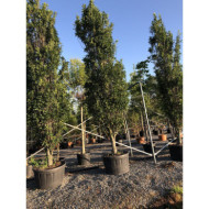 Quercus palustris 'Green Pillar'