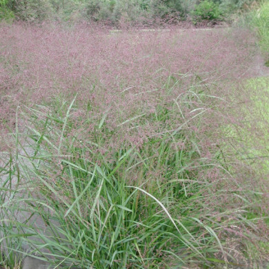 Panicum virgatum 'Warrior'