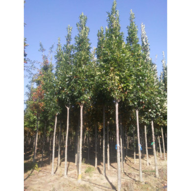 Quercus palustris 'Green Pillar'