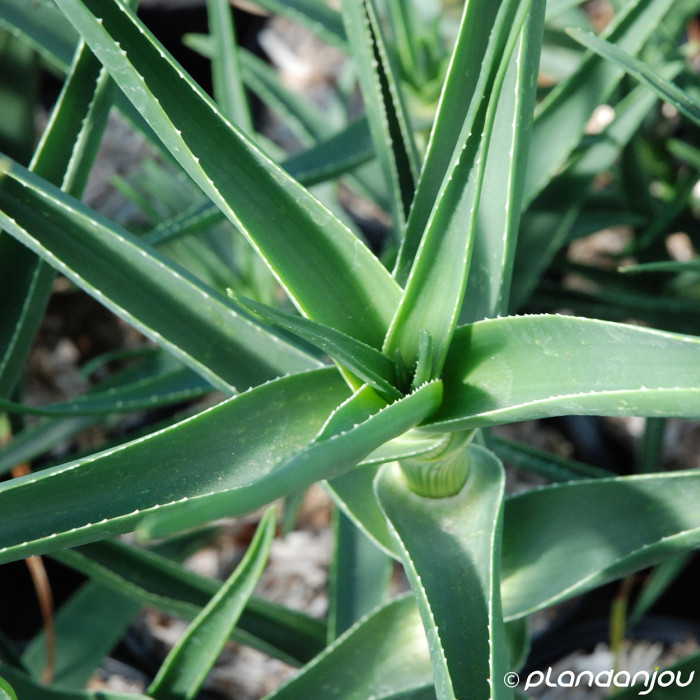 Aloe striatula