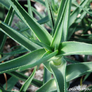 Aloe striatula