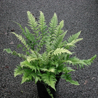 Polystichum tsussimense