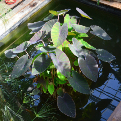 Colocasia 'Madeira'