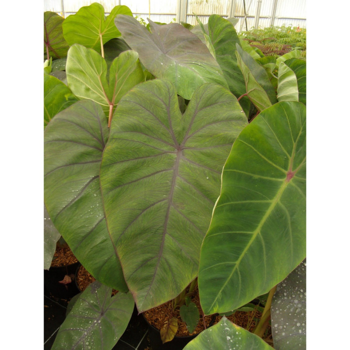 Colocasia 'Madeira'