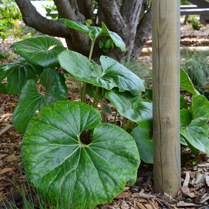Farfugium japonicum