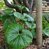 Farfugium japonicum