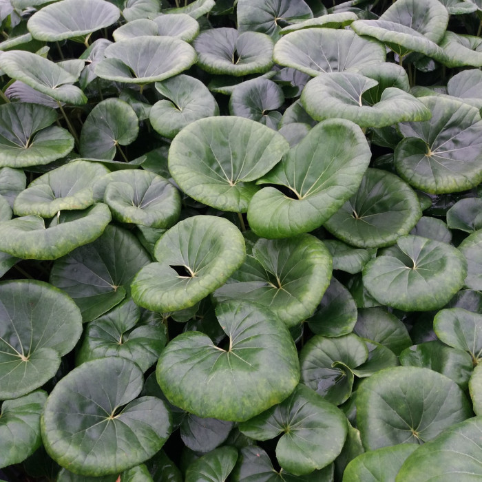 Farfugium japonicum
