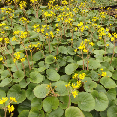 Farfugium japonicum