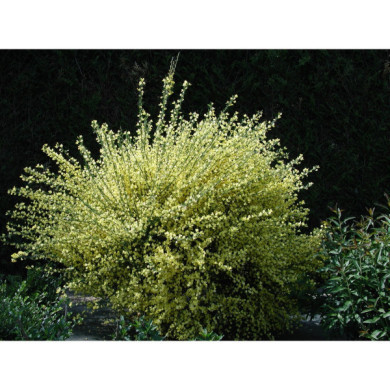 Cytisus x praecox 'Allgold'