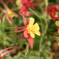 Aquilegia 'Crimson Star'