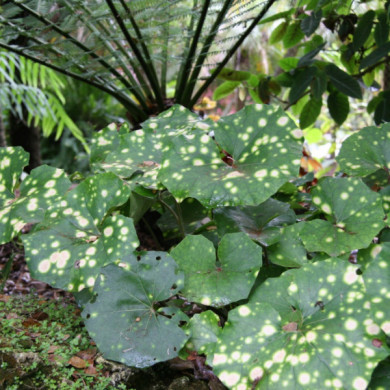 Farfugium japonicum 'Aureomaculata'