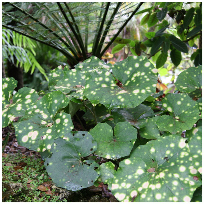 Farfugium japonicum 'Aureomaculata'