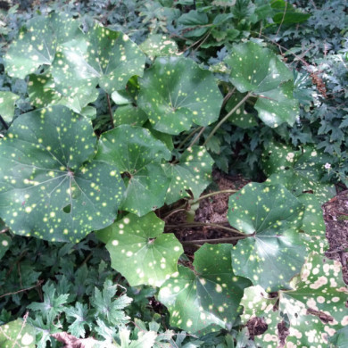Farfugium japonicum 'Aureomaculata'