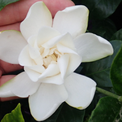 Gardenia jasminoides 'Summer Snow'