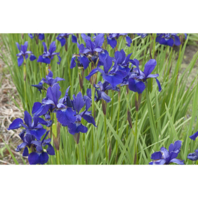 Iris sibirica 'Caesar'