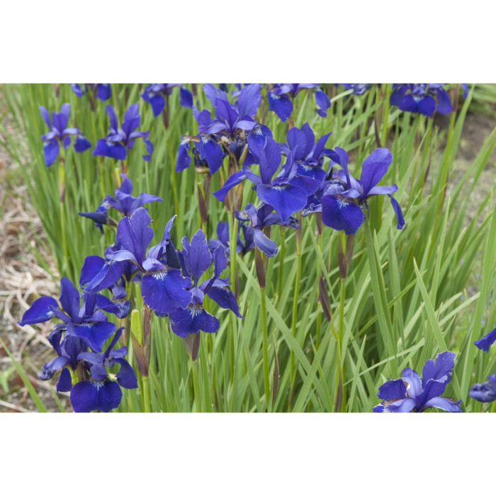Iris sibirica 'Caesar'