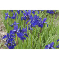 Iris sibirica 'Caesar'
