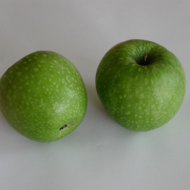 Pommier 'Granny Smith'