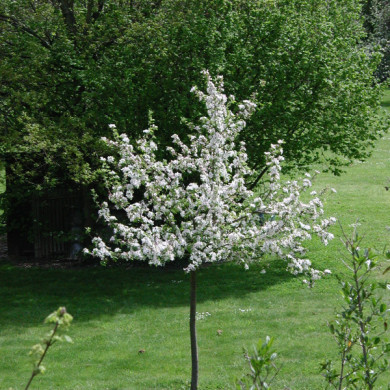 Pommier 'Granny Smith'