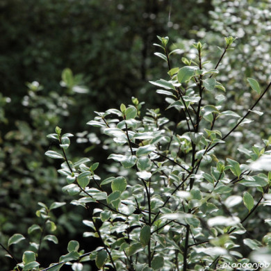 Pittosporum tenuifolium 'Elizabeth'