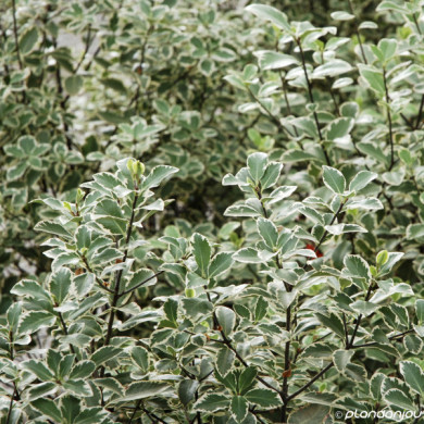 Pittosporum tenuifolium 'Elizabeth'