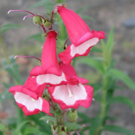 Penstemon 'Le Phare'
