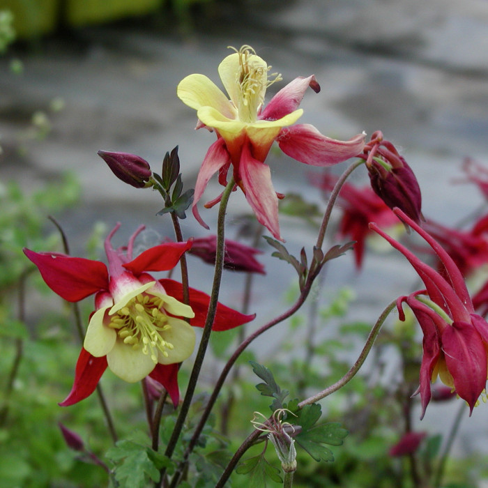 Aquilegia 'Crimson Star'