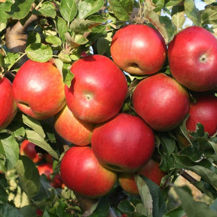 Pommier 'Idared'