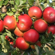 Pommier 'Idared'