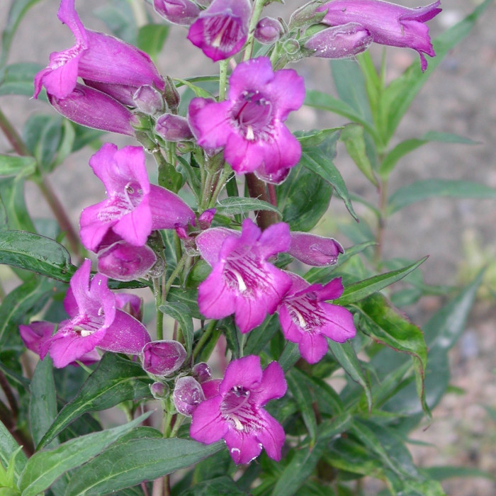 Penstemon 'Russian River'