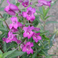 Penstemon 'Russian River'