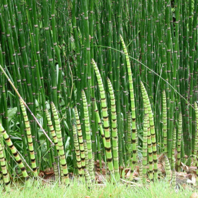 Equisetum 'Japonicum'