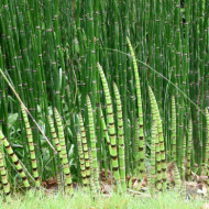 Equisetum 'Japonicum'