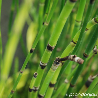 Equisetum 'Japonicum'