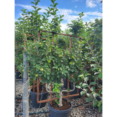 Pommier 'Reine des Reinettes'