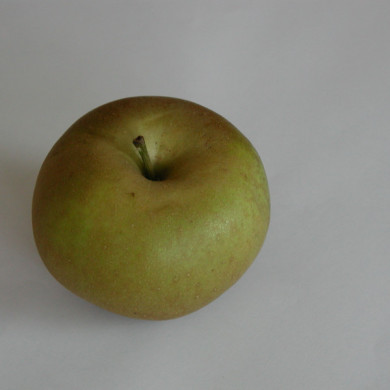 Pommier 'Reinette Blanche du Canada'