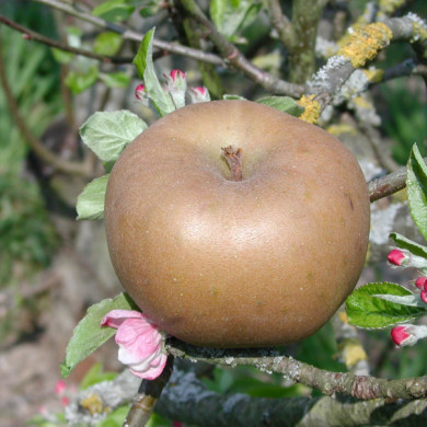 Pommier 'Reinette Grise du Canada'