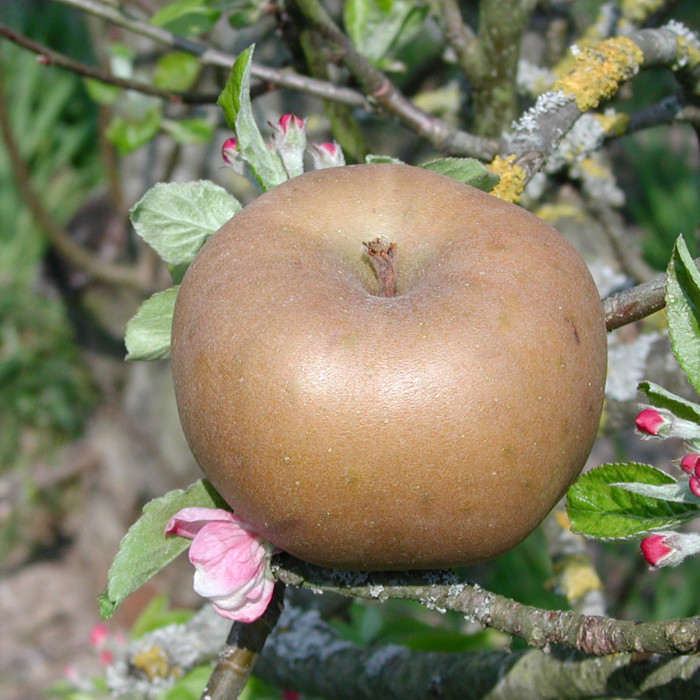 Pommier 'Reinette Grise du Canada'